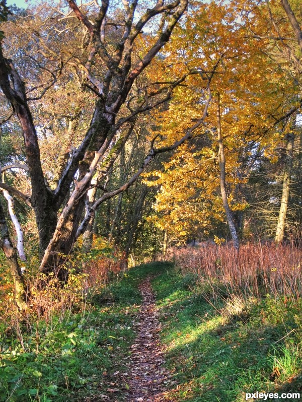 Autumn Walk