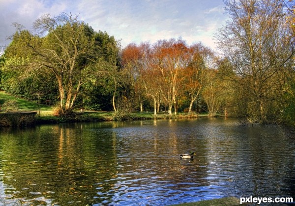 Autumn at the Duck Pond