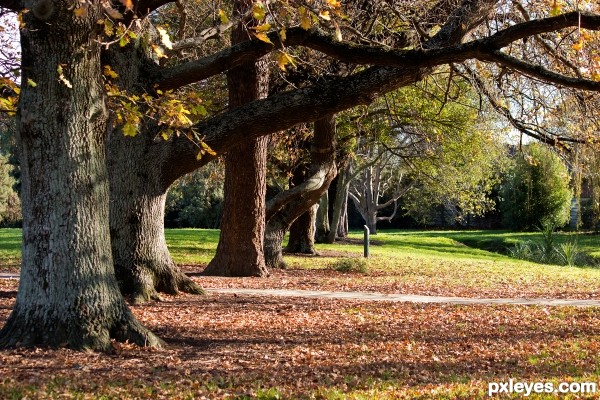 Autumn in the park