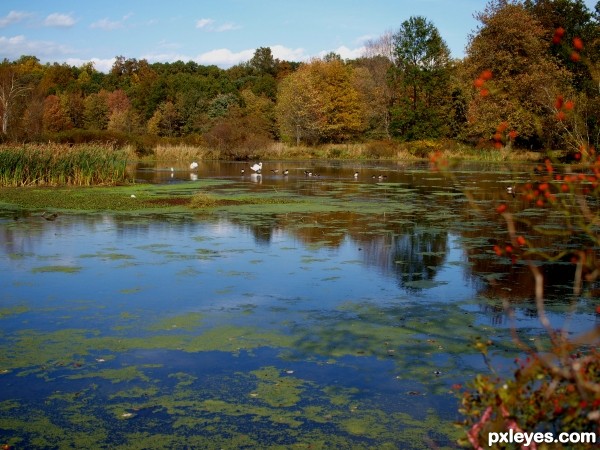 Autumn pond scene