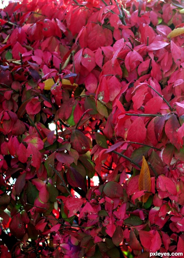 Crimson leaves