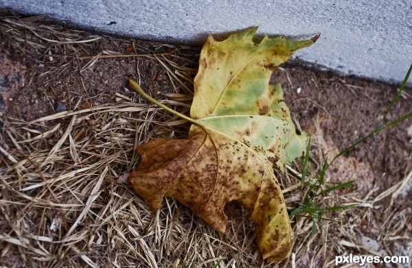 Fallen leaf