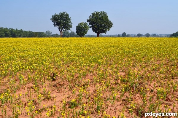 Jatangi Field