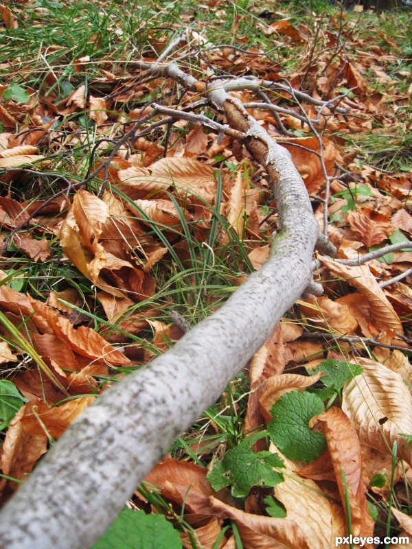 autumn branch