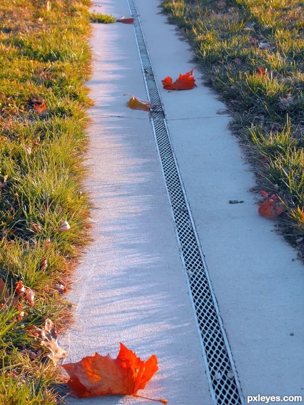 autumn trail