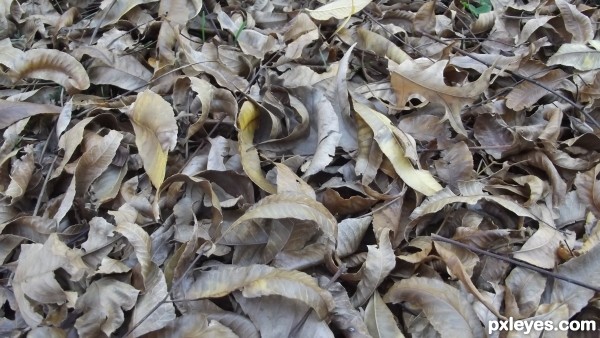 fall leaves