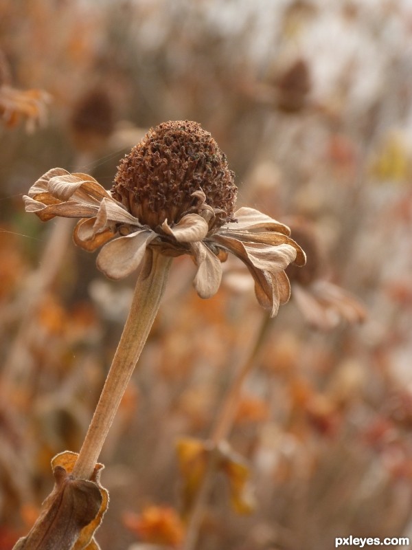 flower