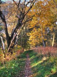 Autumn Walk