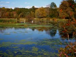 Autumnpondscene