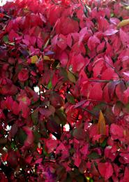 Crimsonleaves