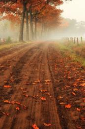 Fall On A Country Road