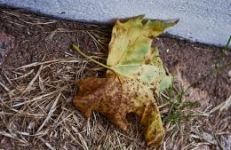 Fallen leaf