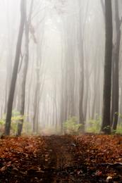 Foggy path