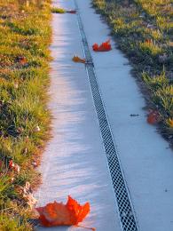 autumn trail