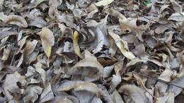 fallleaves