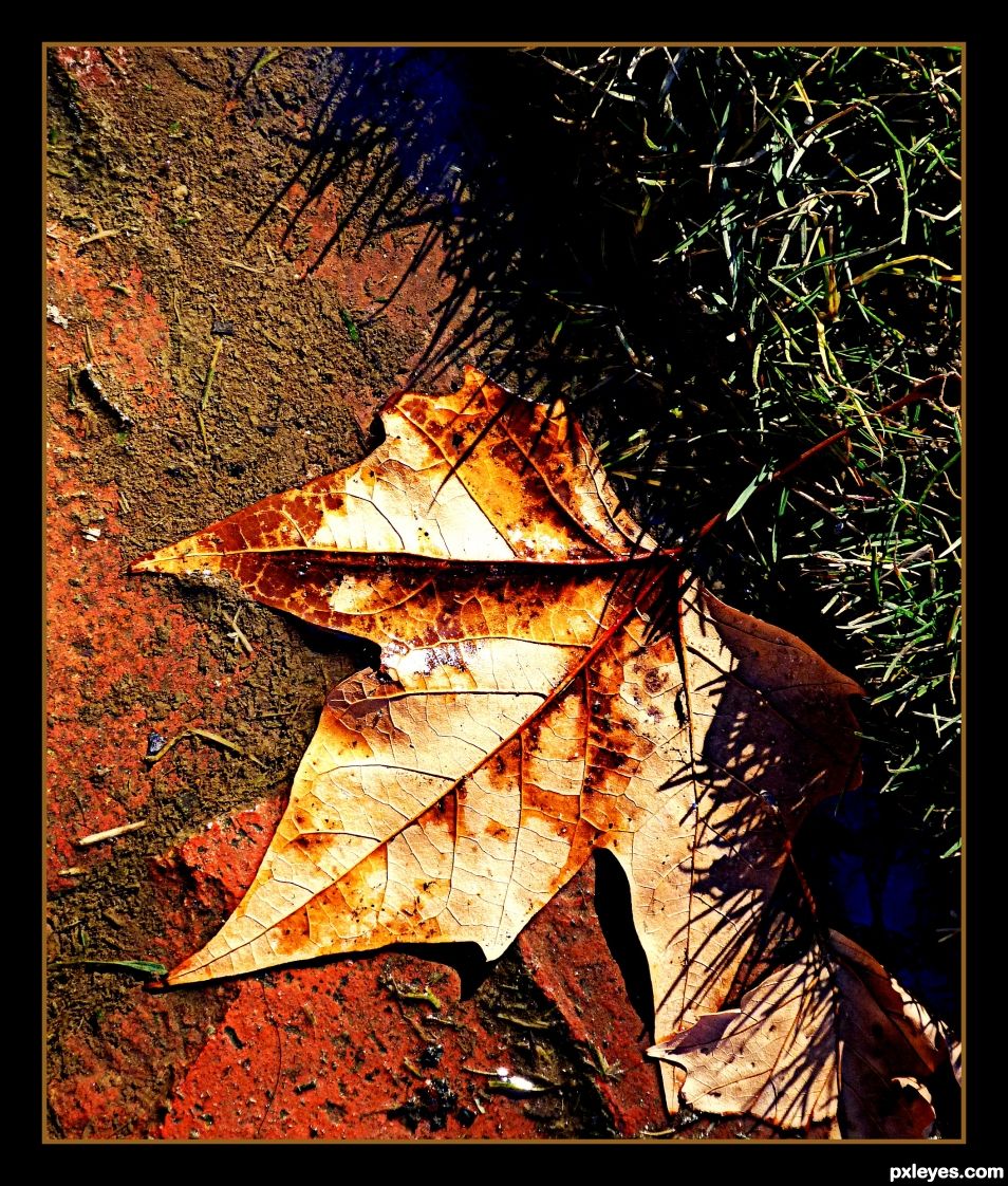 Fallen Leaf