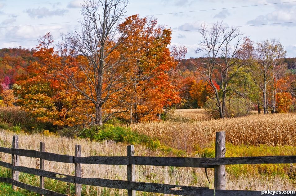 Autumn Splendor