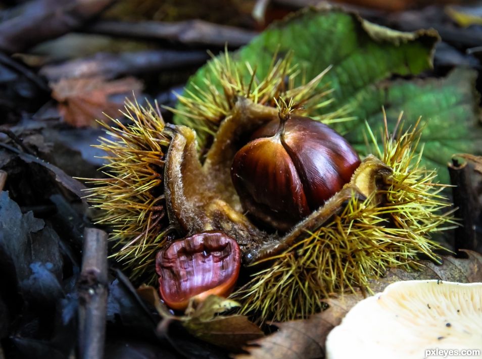 Autumn fruit