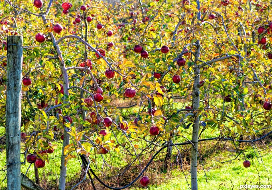 Lovely apples left on the trees