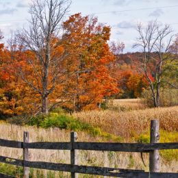 AutumnSplendor