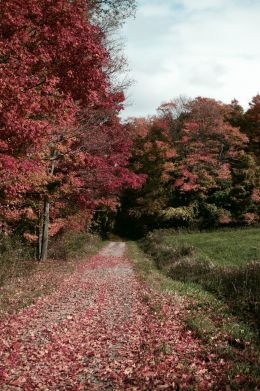 Red Road