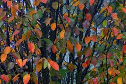 Autumn is a second spring