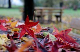 Autumns dance 