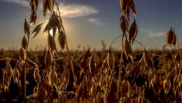 Fall on the Prairie