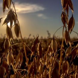 Fall on the Prairie