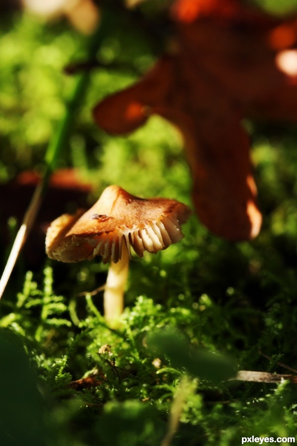 Autumn fruit