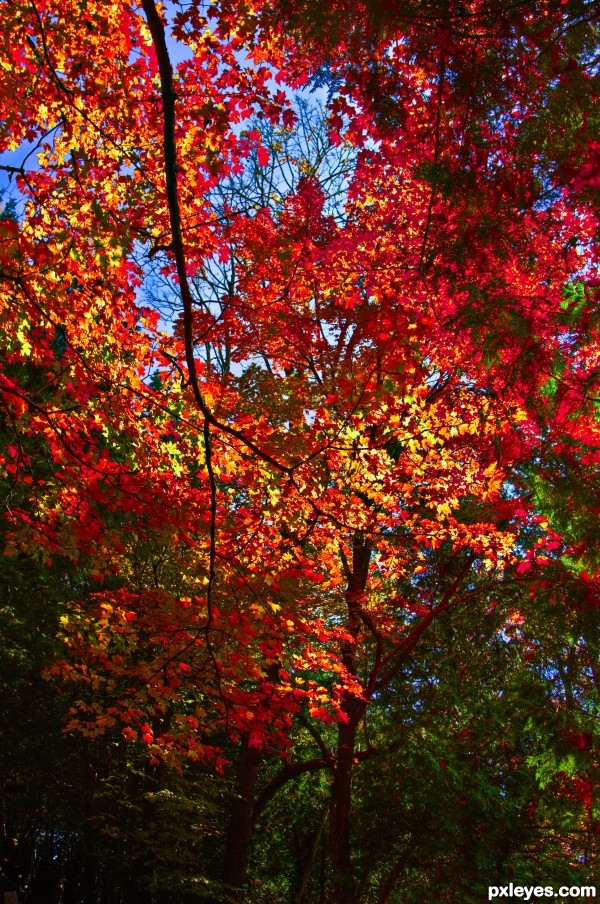 Colorful Canopy