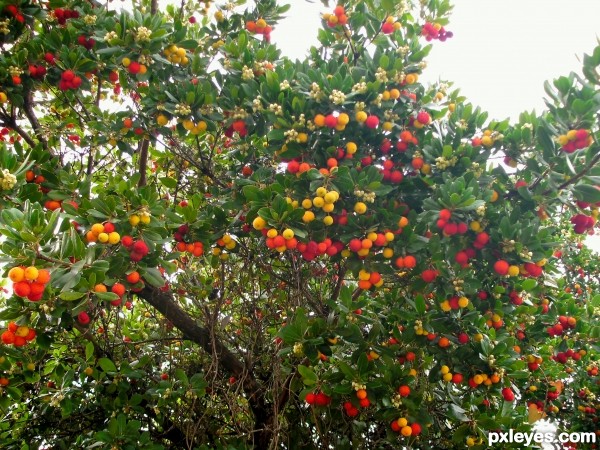 Colourful fruits