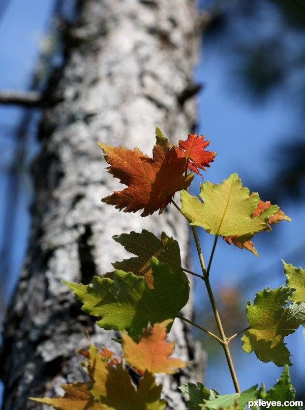 First sign of Autumn...