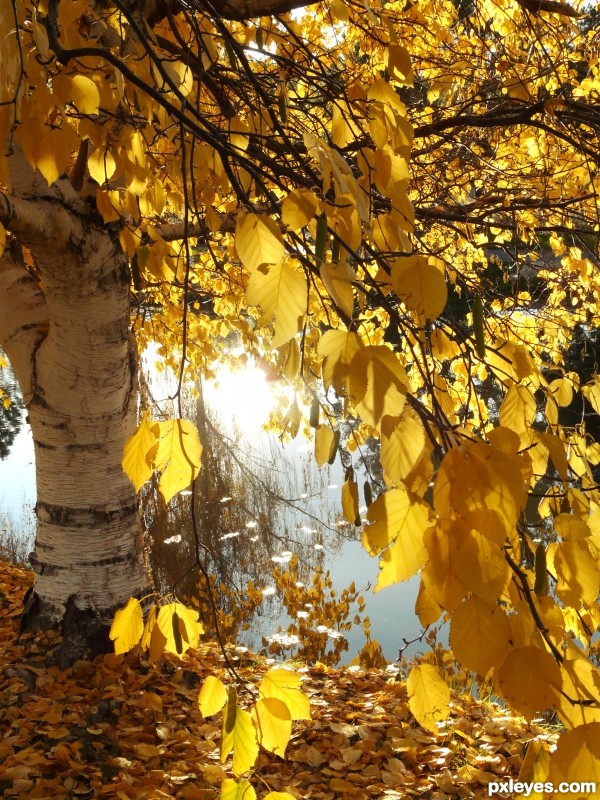 Golden Autumn