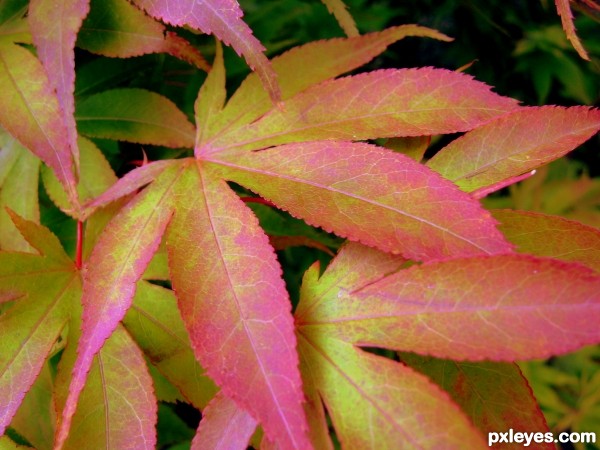 Japanese Maple