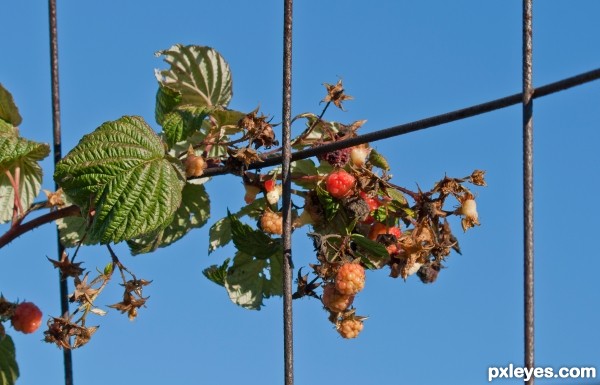 Last of the summer berries