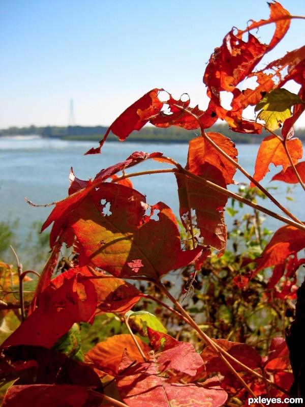 Leaves Turning