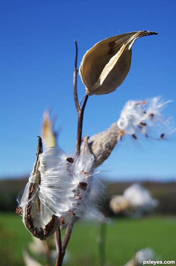 Milkweed