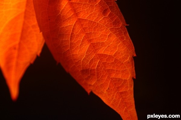 Red Autumn