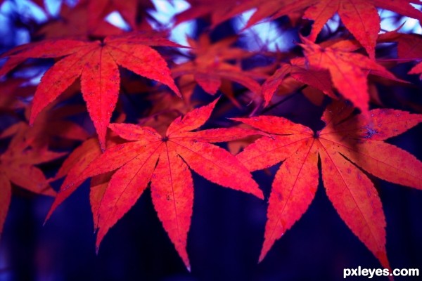 Red Maple