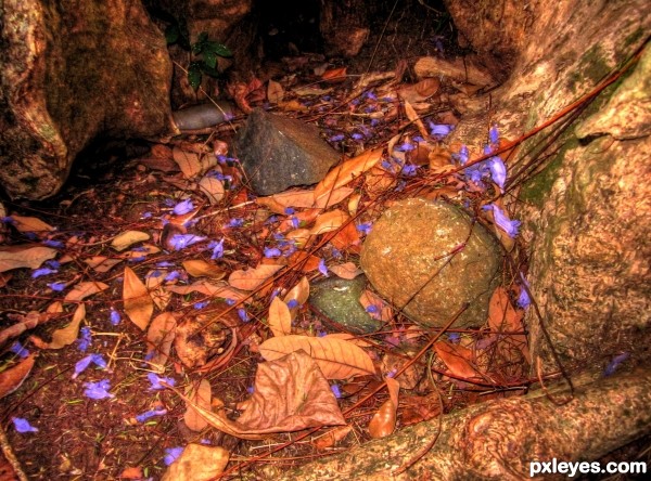 Violets, Rocks and Leaves