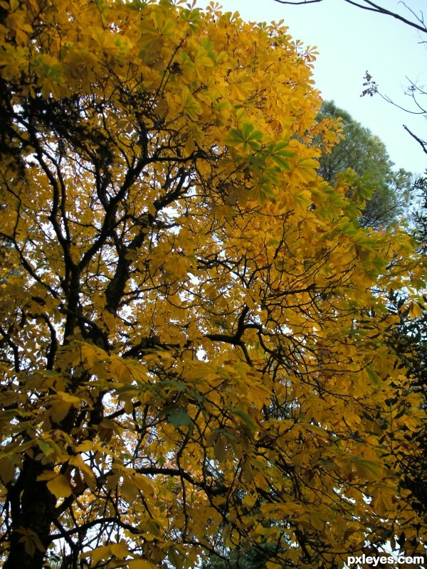 Yellow tree