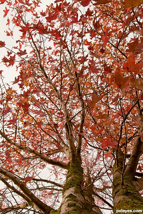 red leaves