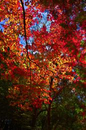 Colorful Canopy