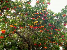 Colourfulfruits