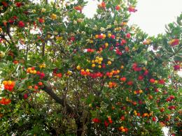 Colourful fruits