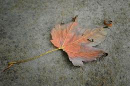 Dead leaf