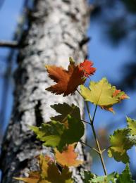 First sign of Autumn...