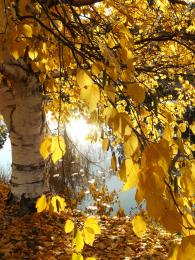 Golden Autumn