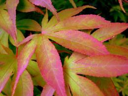 JapaneseMaple